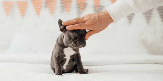 Ethik und Verantwortung in der Hundezucht: Ein Leitfaden für verantwortungsvolle Zuchtpraktiken