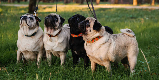 Krankheitsmanagement in der Hundezucht: Prävention, Erkennung und Behandlung
