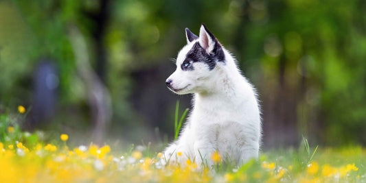 Kundenkommunikation und -beratung in der Hundezucht
