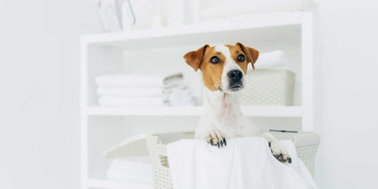 Zuchthygiene und Infektionsprävention in der Hundezucht: Ein Leitfaden für Züchter