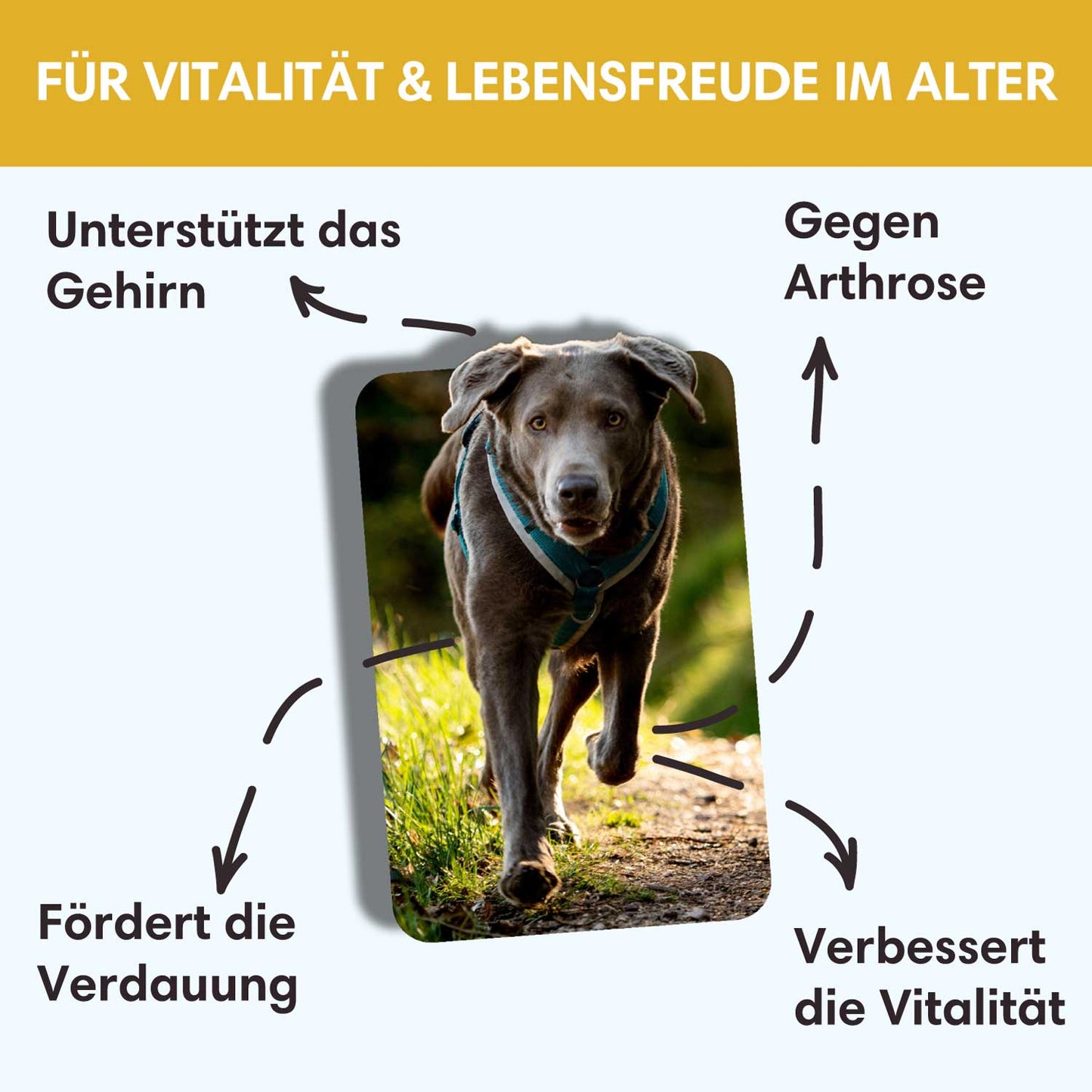 Seniorenpulver Goldene Jahre - Gegen Altersbeschwerden