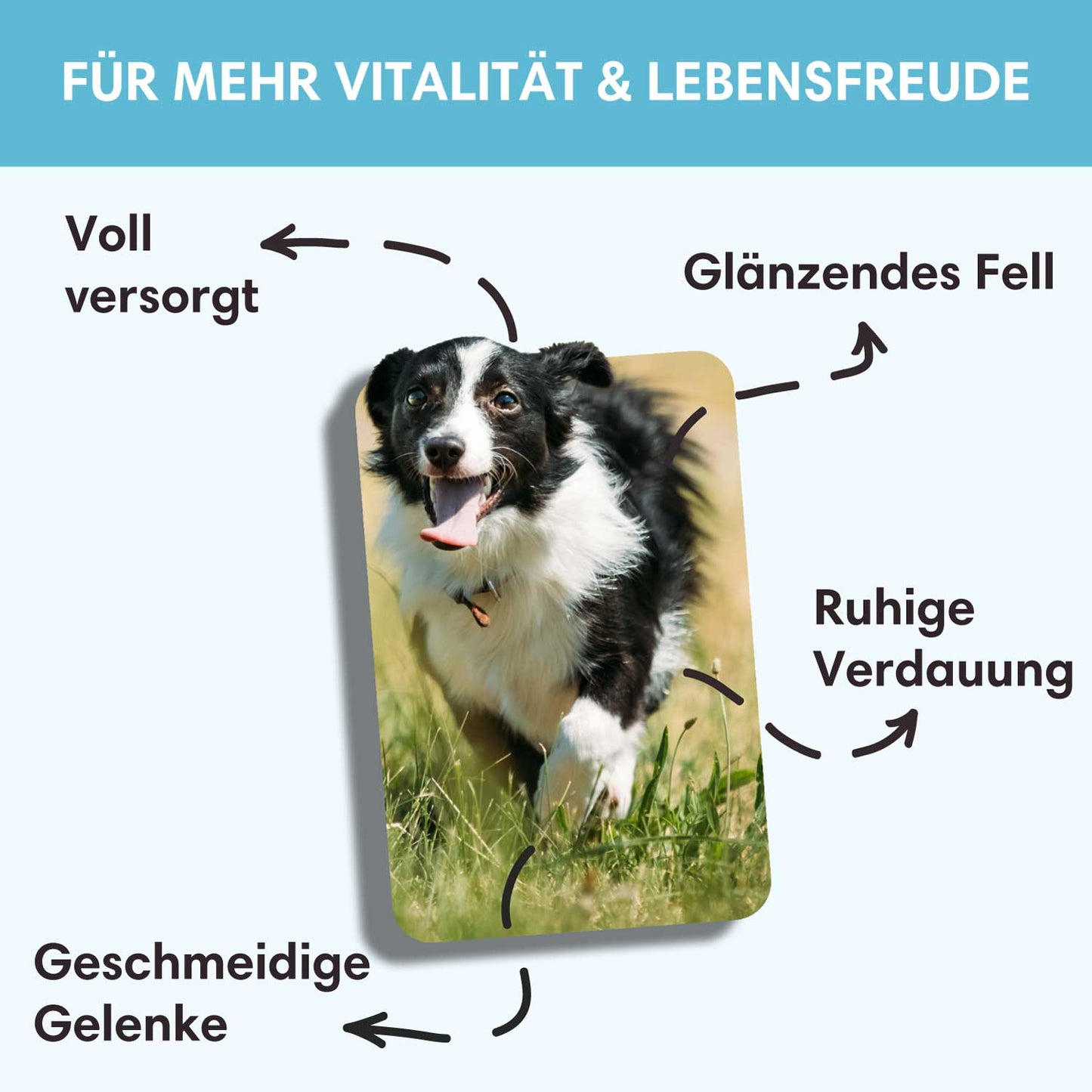 Trockenfutter Ente-Minis | kleine Rassen