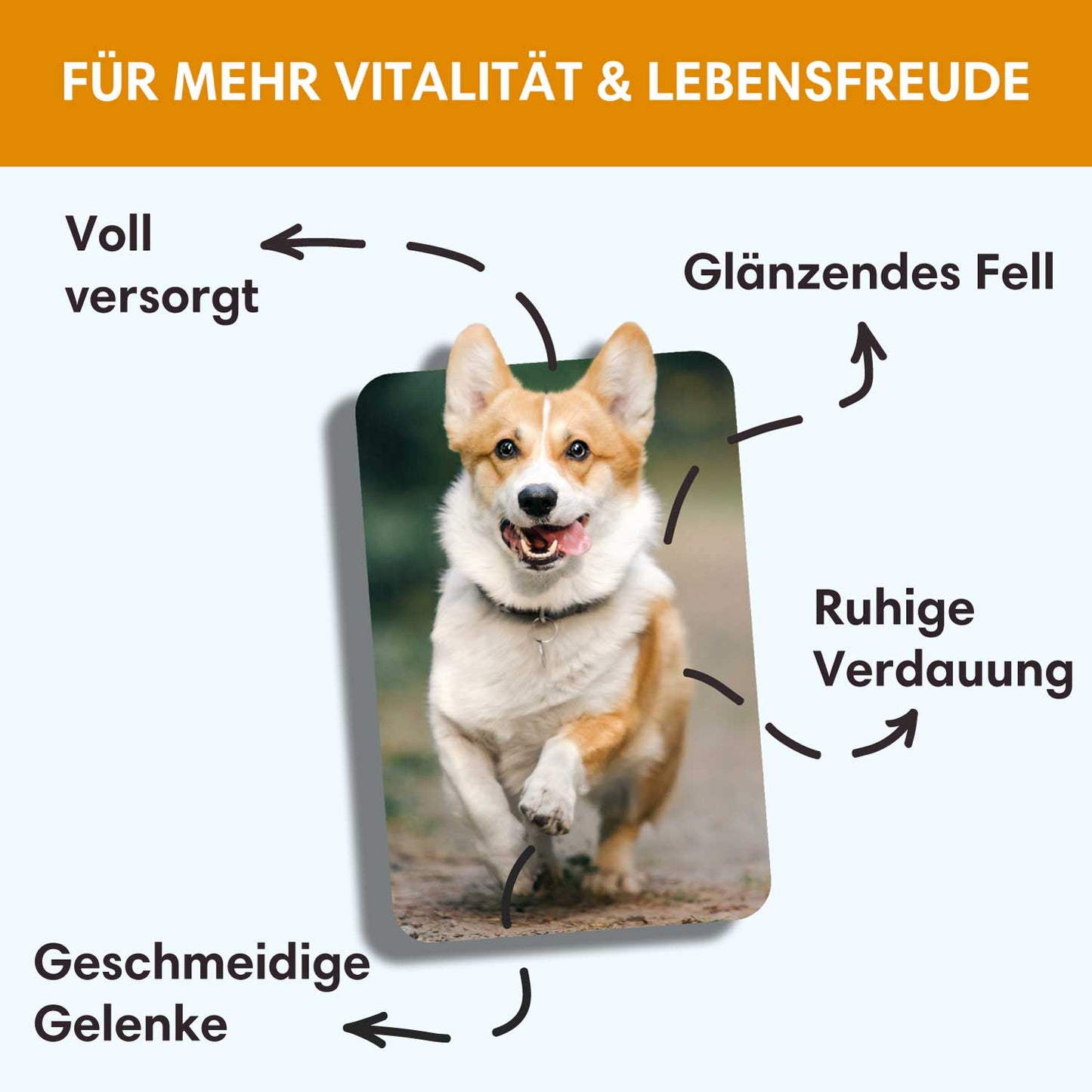 Trockenfutter Huhn-Minis | kleine Rassen