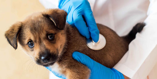 Zusammenarbeit mit Tierärzten und Spezialisten: Aufbau eines Netzwerks für die optimale Betreuung von Zuchttieren