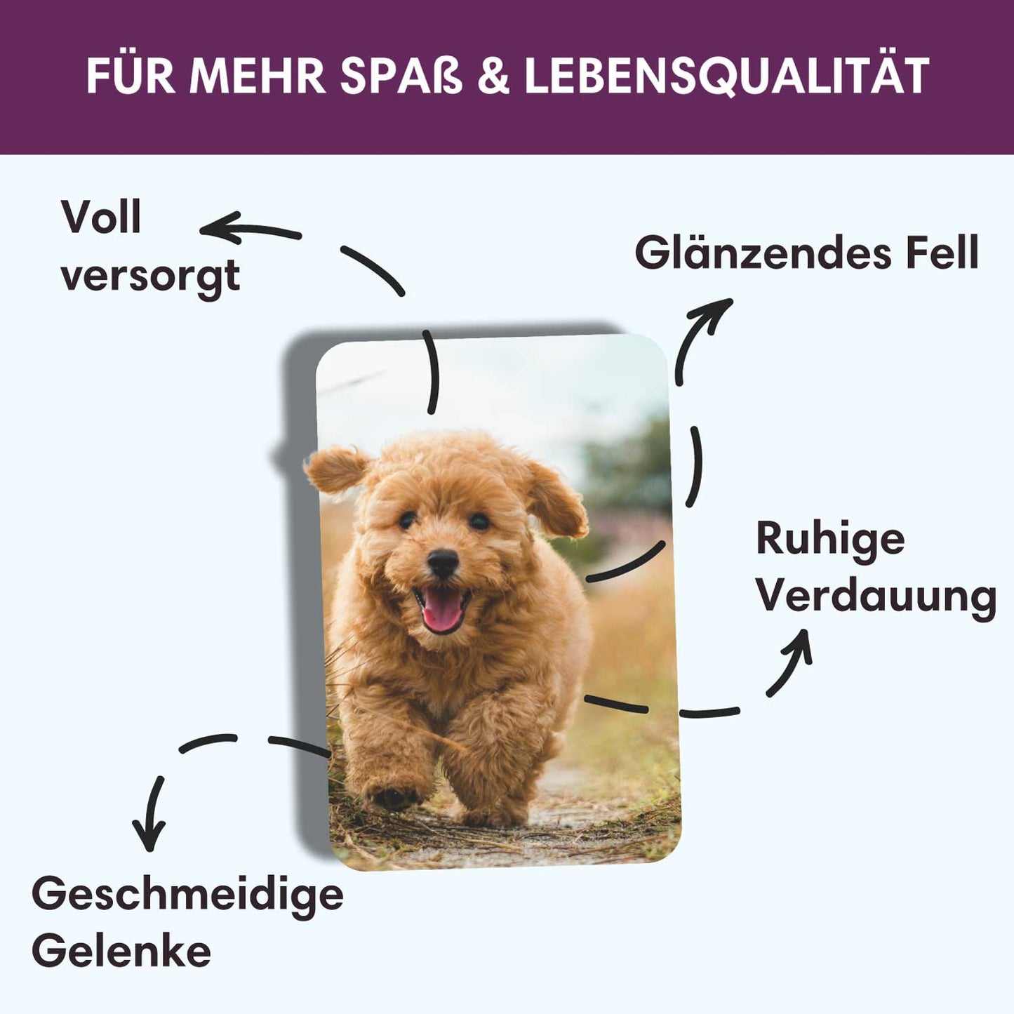 Trockenfutter Truthahn-Minis | Junior - kleine Rassen
