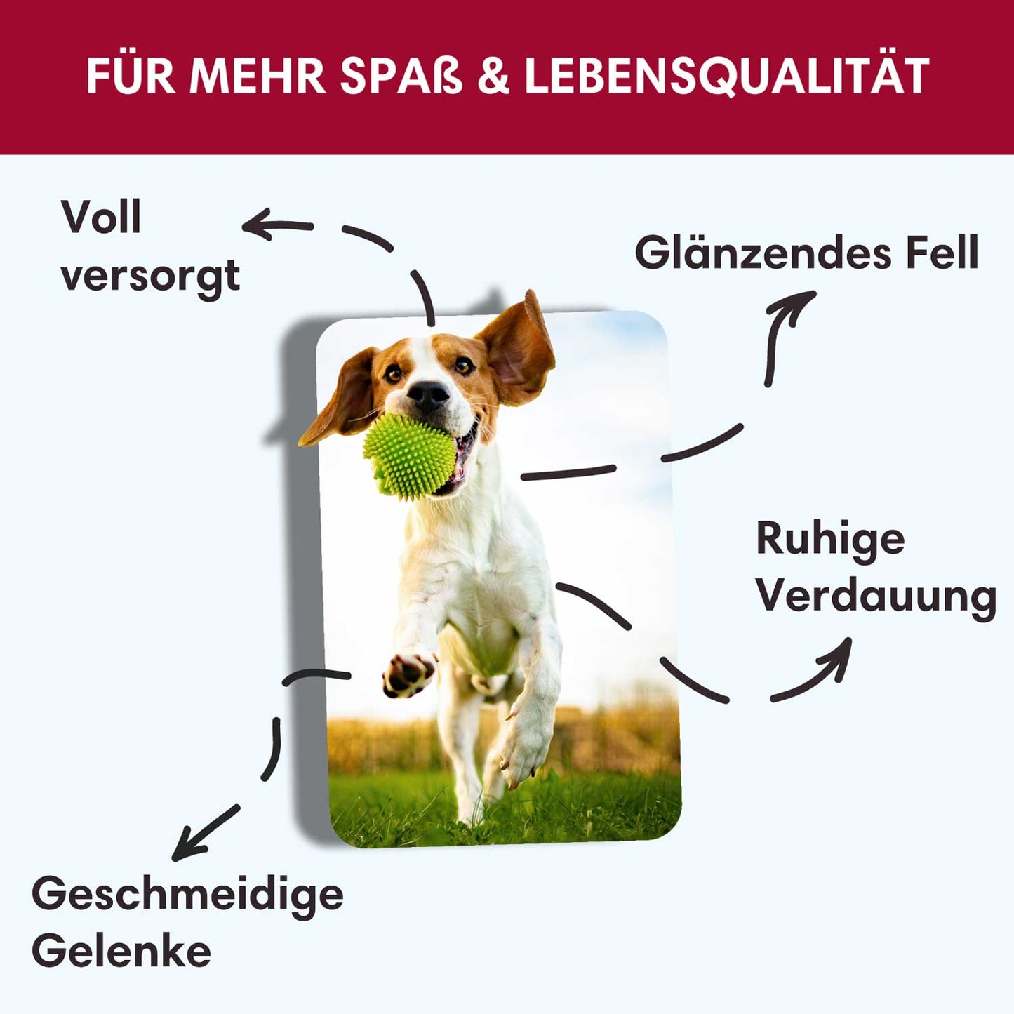 Trockenfutter Angus-Rind-Minis | kleine Rassen